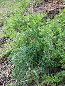 Achillea millefolium